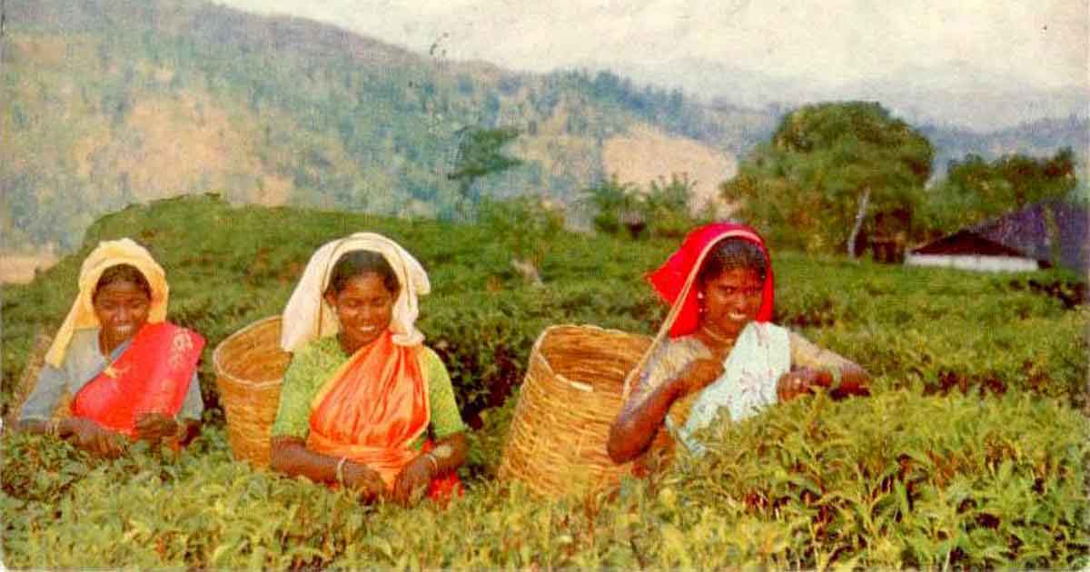 Чайная история Шри-Ланки